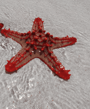 Starfish resting on coral seabed in Watamu National Marine Par